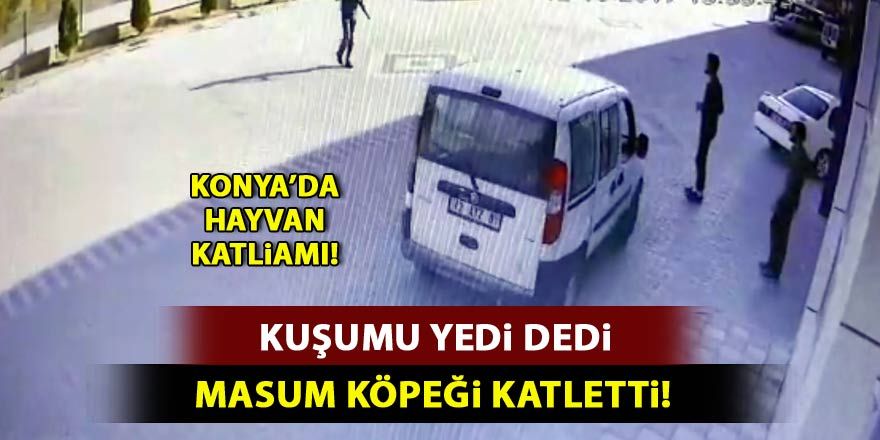 Konya'da sokak köpeğini "kuşunu yediği için" tüfekle vurmuş