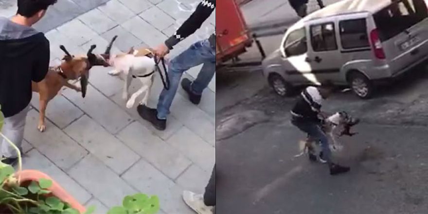 Gaziosmanpaşa’da yaşanan pitbull vahşeti kamerada